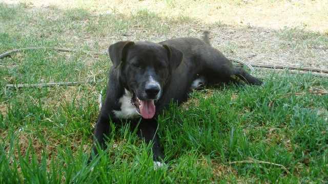 Tequila (Labrador, Unbekannt) Labrador Unbekannt 