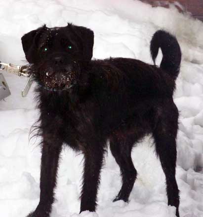 Dax (Schnauzer, Terrier) Schnauzer Terrier 