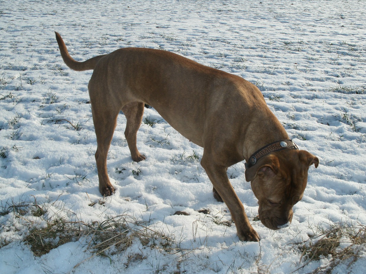 Maggie (Bordeauxdogge, Bullmastiff) Bordeauxdogge Bullmastiff 