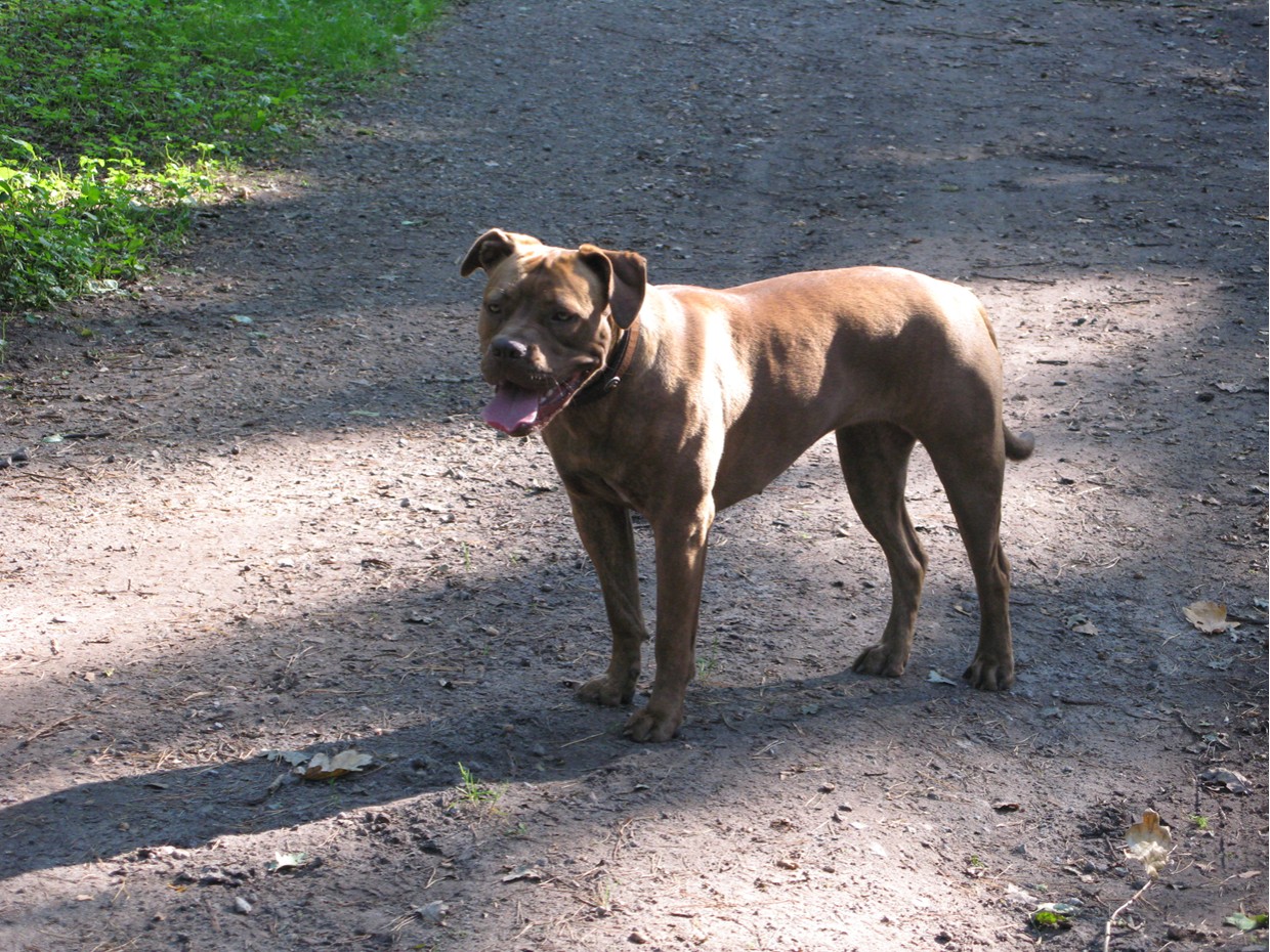 Maggie (Bordeauxdogge, Bullmastiff) Bordeauxdogge Bullmastiff 