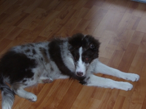 Kira (Border Collie, Deutscher Schäferhund, Golden Retriever) Border Collie Deutscher Schäferhund Golden Retriever 
