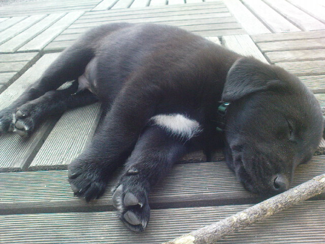 Hook (Collie, Labrador) Collie Labrador 