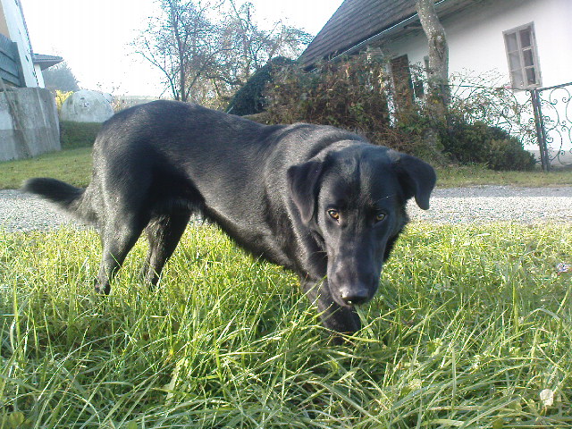 Hook (Collie, Labrador) Collie Labrador 