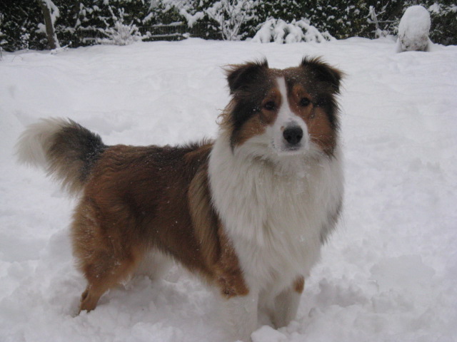 Paul (Australian Shepherd, Collie) Australian Shepherd Collie 