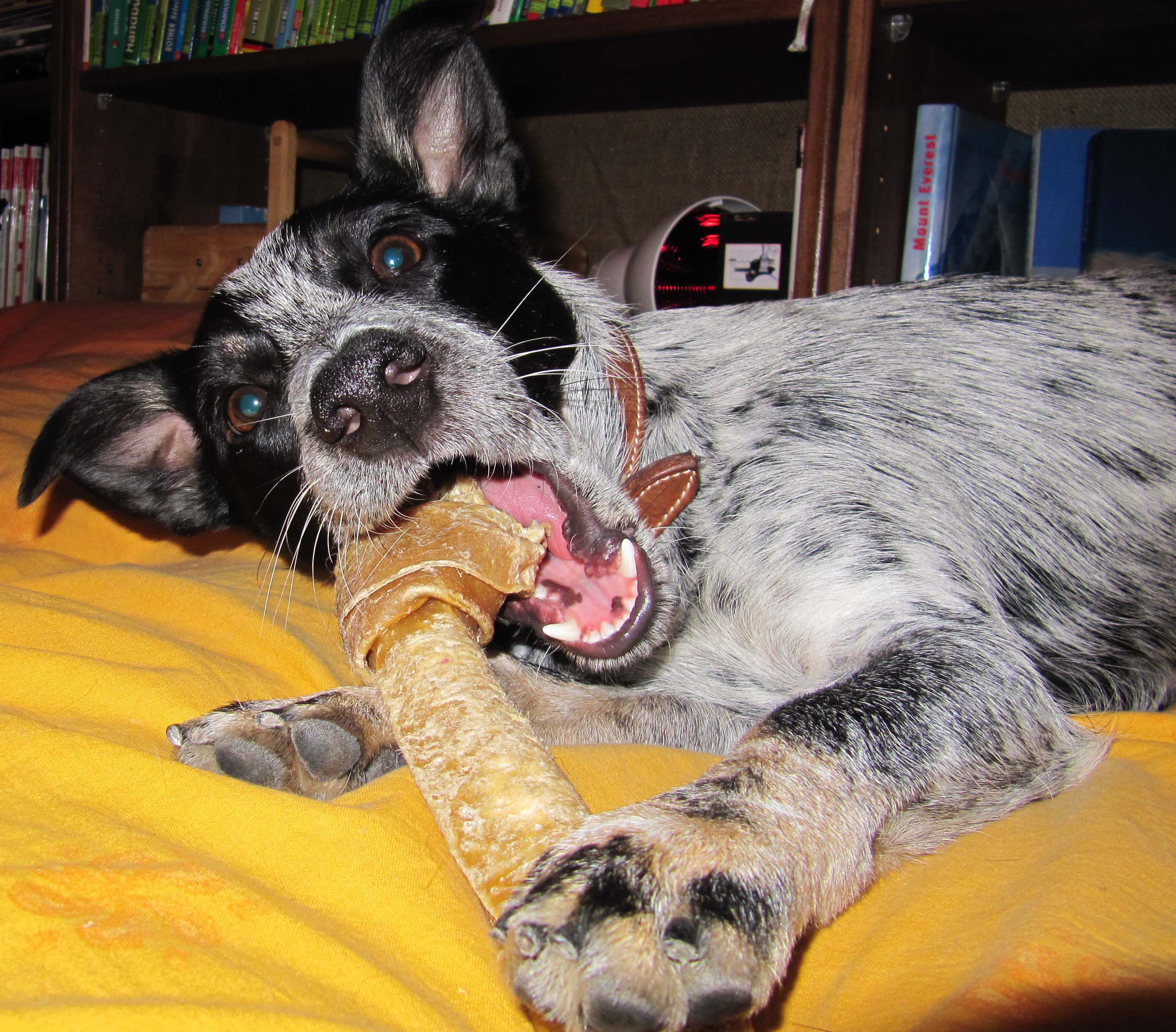 Schiller (Australian Cattle Dog, Australian Kelpie) Australian Cattle Dog Australian Kelpie Mischling Schiller (Australian Cattle Dog, Australian Kelpie) Australian Cattle Dog Australian Kelpie