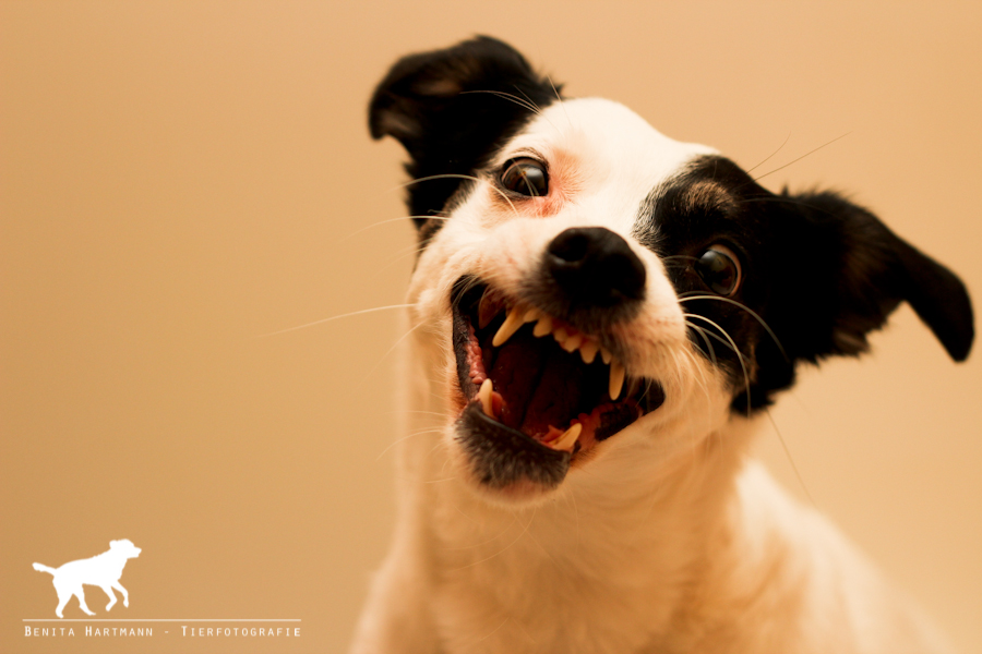 Gordi (Jack Russell Terrier, Unbekannt) Jack Russell Terrier Unbekannt 