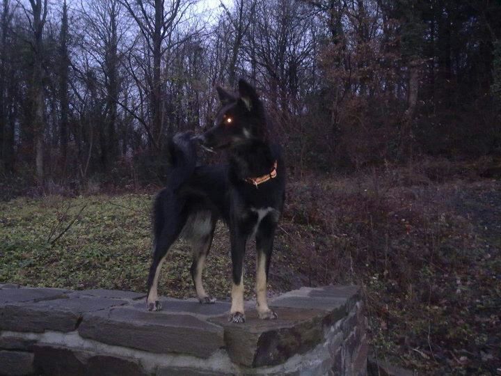 Louci (Australian Shepherd, Border Collie, Siberian Husky) Australian Shepherd Border Collie Siberian Husky 