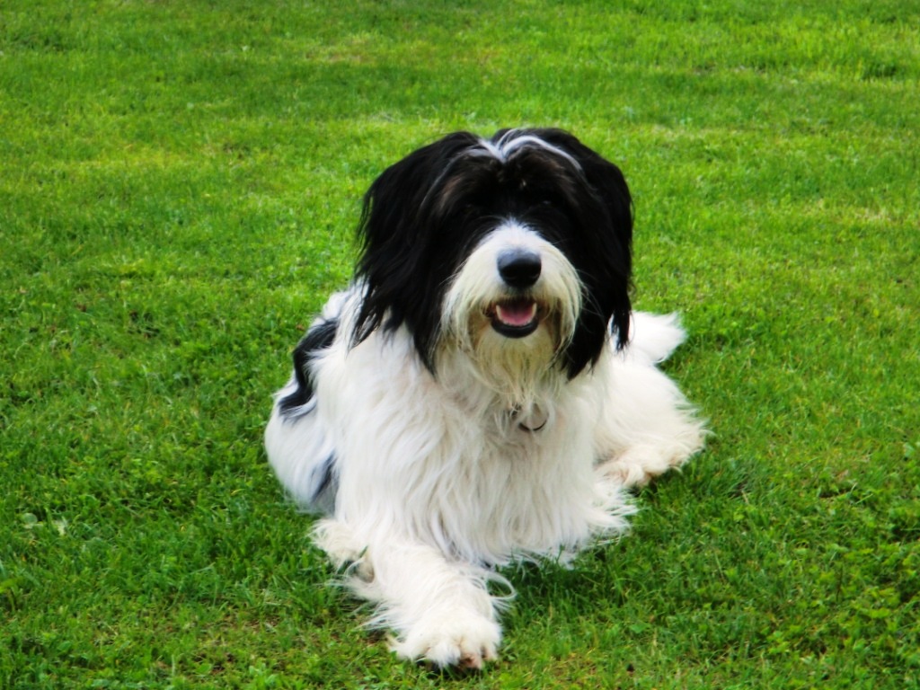 Nelly (Bobtail, Border Collie, Deutscher Schäferhund, Schnauzer) Bobtail Border Collie Deutscher Schäferhund Schnauzer 