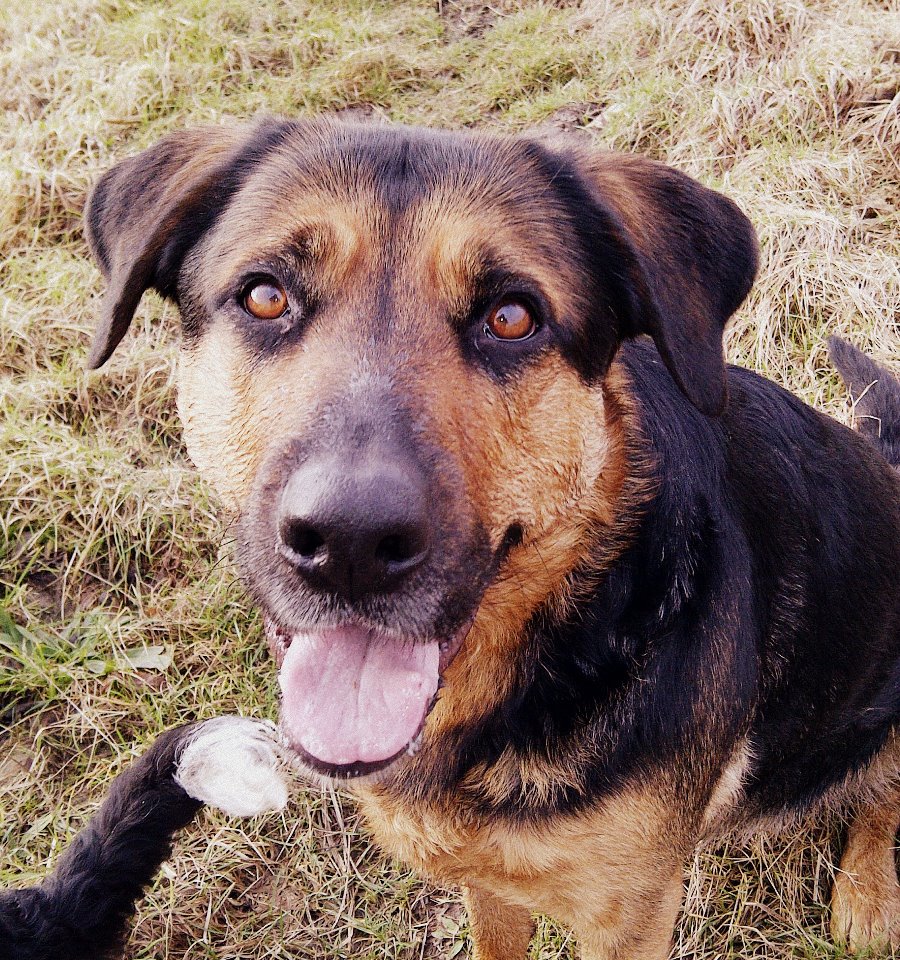 Phoebe (Deutscher Schäferhund, Rottweiler) Deutscher Schäferhund Rottweiler 