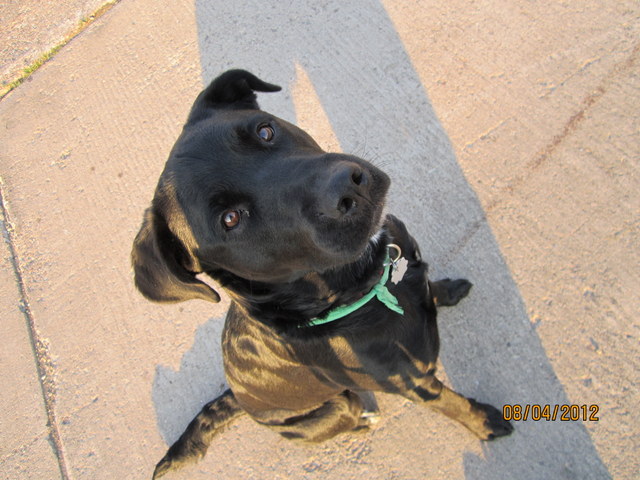 Luna (Berner Sennenhund, Labrador) Berner Sennenhund Labrador 