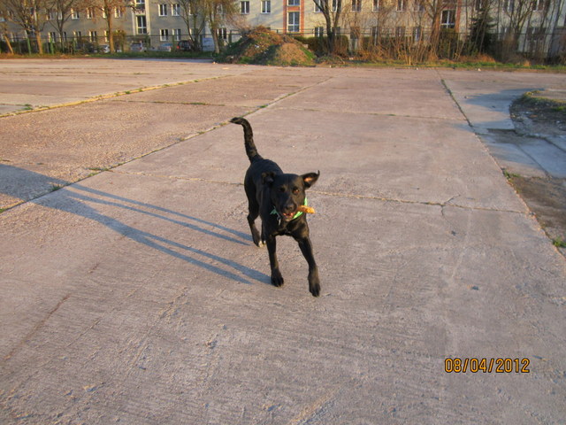 Luna (Berner Sennenhund, Labrador) Berner Sennenhund Labrador 