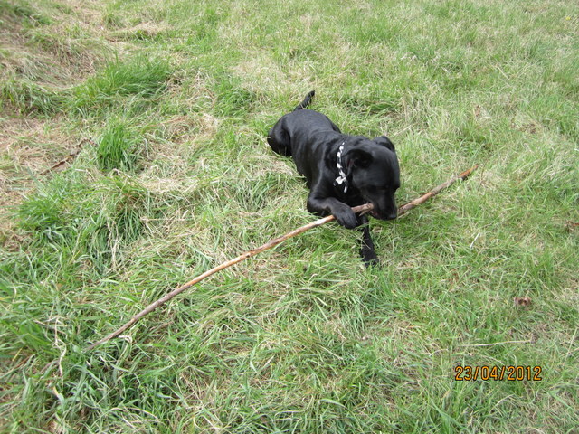 Luna (Berner Sennenhund, Labrador) Berner Sennenhund Labrador 