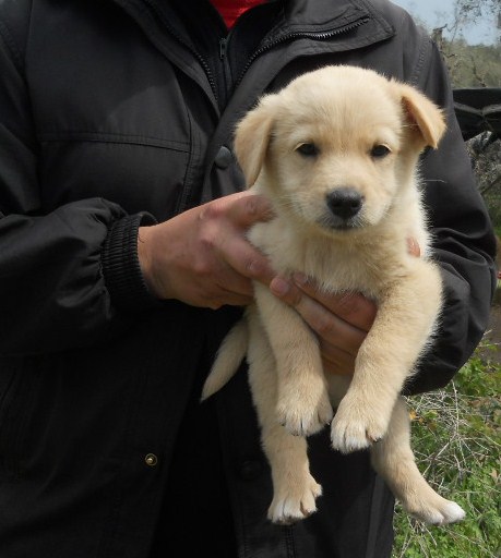 Jack (Labrador, Unbekannt) Labrador Unbekannt 