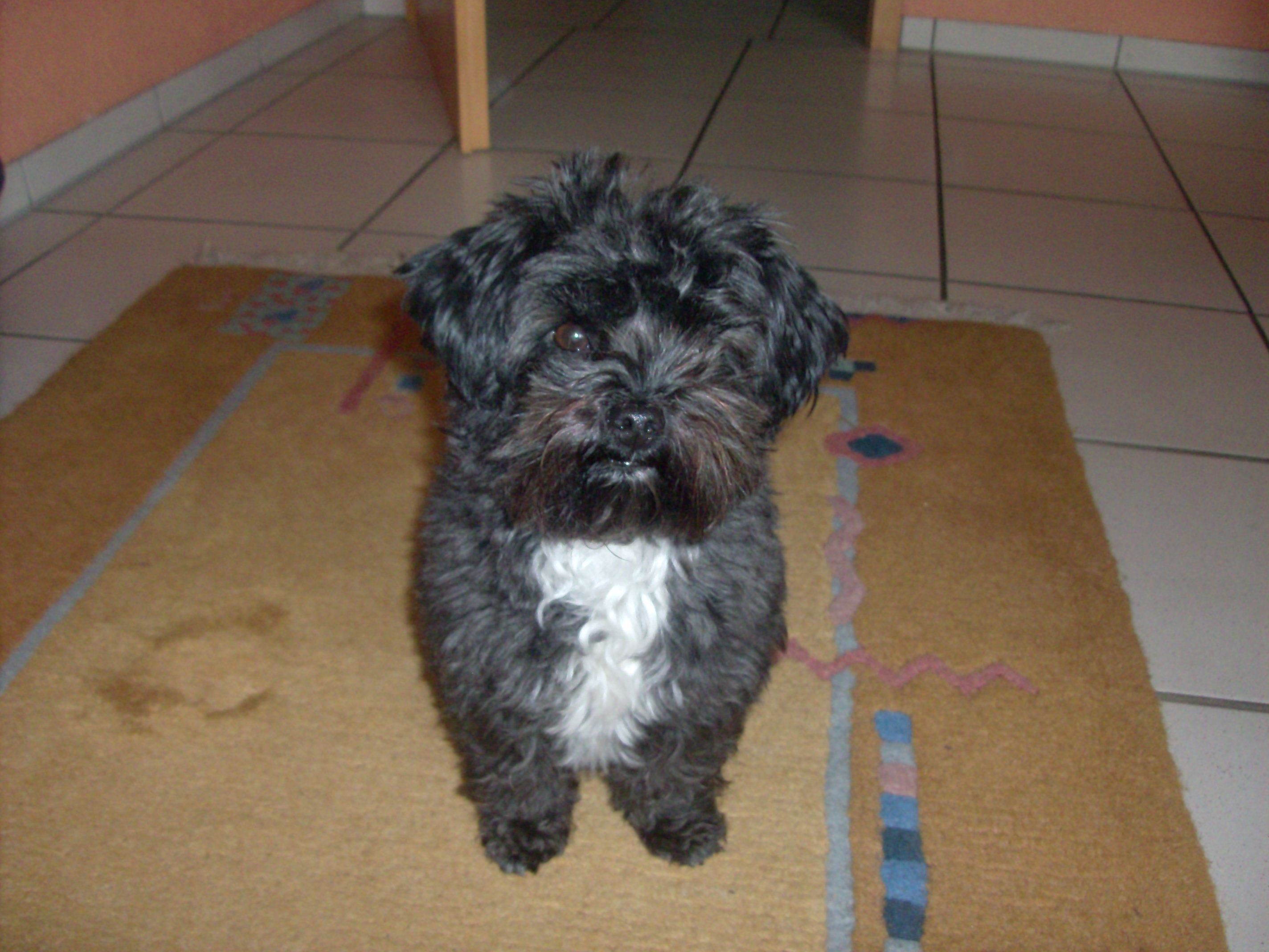 Speedy (Bichon Frise, Yorkshire Terrier) Bichon Frise Yorkshire Terrier 