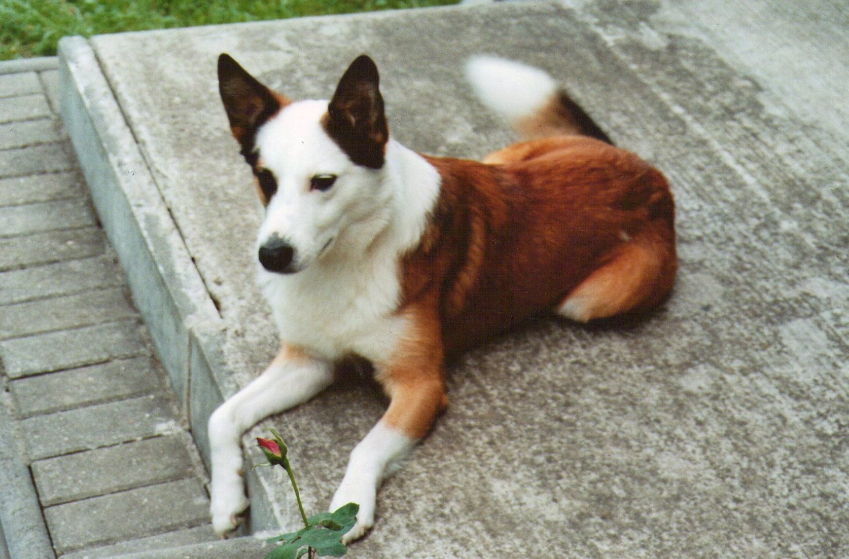 Billy Joe (Border Collie. Siberian Husky) Border Collie Siberian Husky 