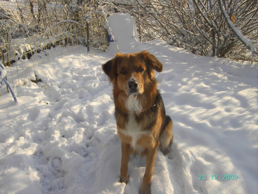 Cliff (Berner Sennenhund, Deutscher Schäferhund) Berner Sennenhund Deutscher Schäferhund 