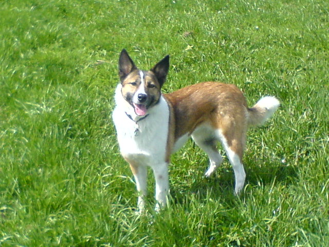 Luna (Australian Shepherd, Basenji, Border Collie) Australian Shepherd Basenji Border Collie 