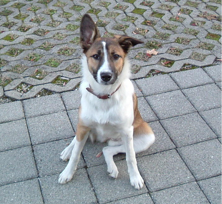 Luna (Australian Shepherd, Basenji, Border Collie) Australian Shepherd Basenji Border Collie 