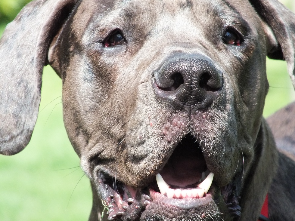 Apollo (Deutsche Dogge, Deutscher Boxer) Deutsche Dogge Deutscher Boxer 