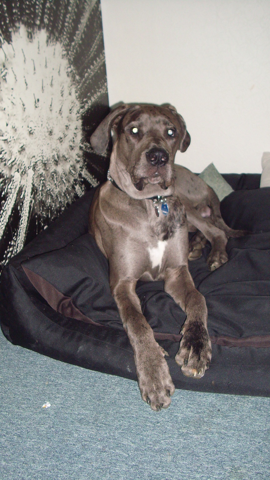 Apollo (Deutsche Dogge, Deutscher Boxer) – MeinMischling.de