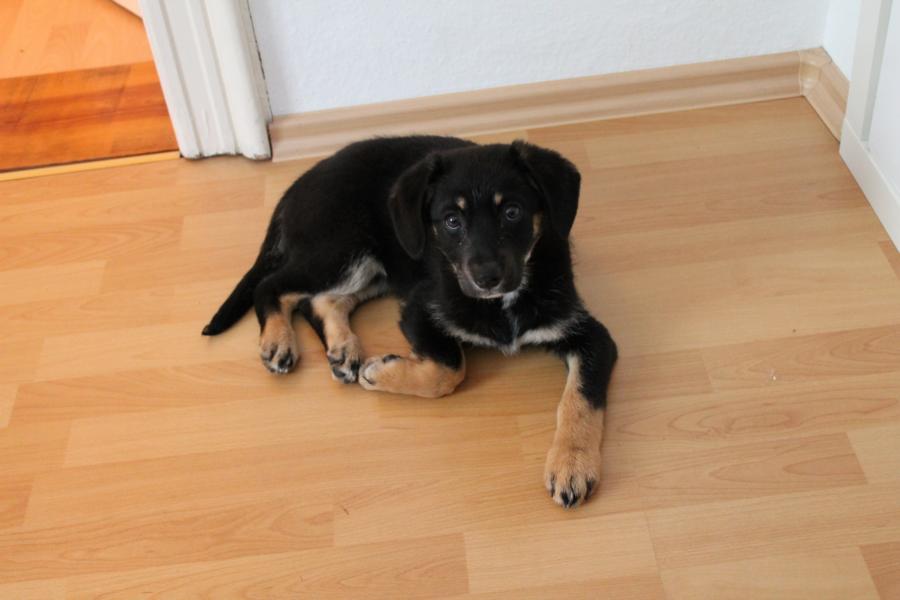 Mia (Deutscher Schäferhund, Labrador) Deutscher Schäferhund Labrador 