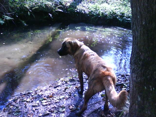 Luna (Deutscher Boxer, Golden Retriever, Leonberger) Deutscher Boxer Golden Retriever Leonberger 