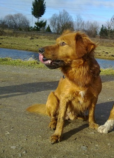 Cäsper (Golden Retriever, Nova Scotia Duck Tolling Retriever) Golden Retriever Nova Scotia Duck Tolling Retriever 