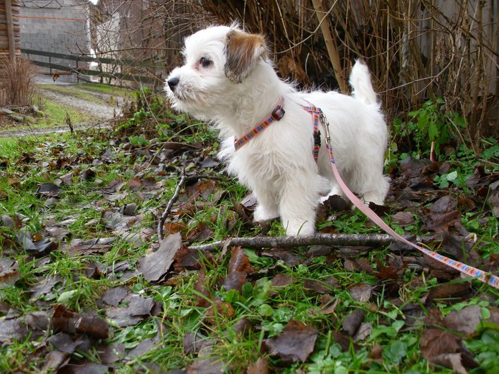 Lilly (Jack Russell Terrier, Shih Tzu) Jack Russell Terrier Shih Tzu 