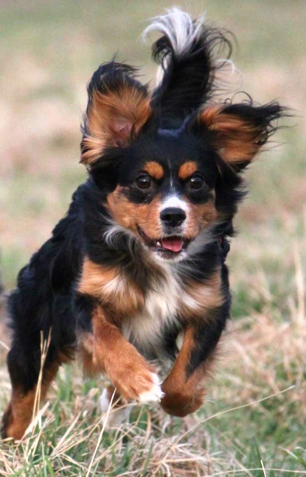 Cookie (Cavalier King Charles Spaniel, Deutscher Pinscher) Cavalier King Charles Spaniel Deutscher Pinscher 