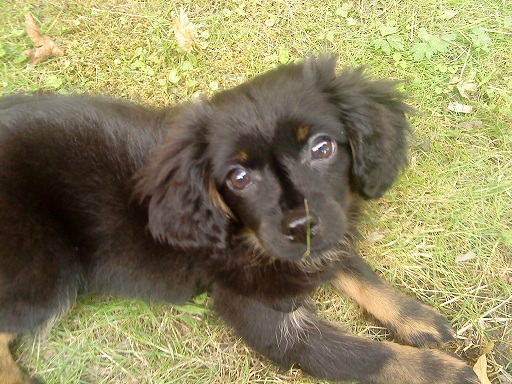 Nani (Cavalier King Charles Spaniel, Zwergspitz) Cavalier King Charles Spaniel Zwergspitz 