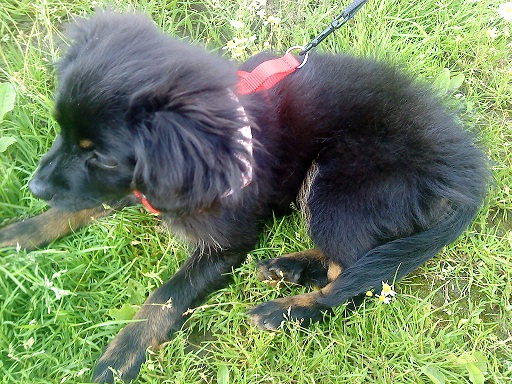 Nani (Cavalier King Charles Spaniel, Zwergspitz) Cavalier King Charles Spaniel Zwergspitz 