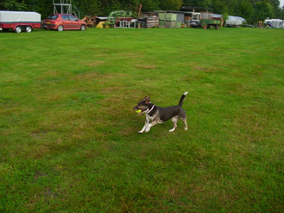 Sly (Australian Shepherd, Jack Russell Terrier, Siberian Husky) Australian Shepherd Jack Russell Terrier Siberian Husky 