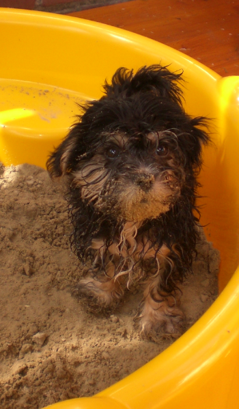 Balou (Malteser, Yorkshire Terrier) Malteser Yorkshire Terrier 