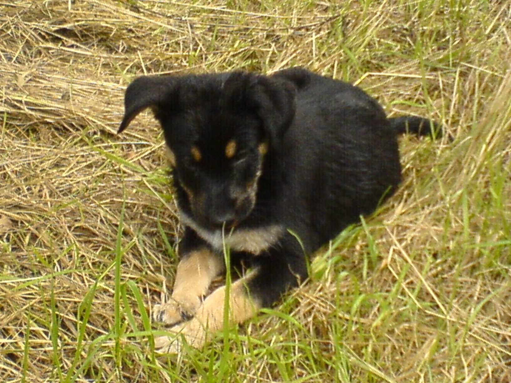 Maxi (Australian Shepherd, Deutscher Schäferhund, Foxterrier) Australian Shepherd Deutscher Schäferhund Foxterrier 