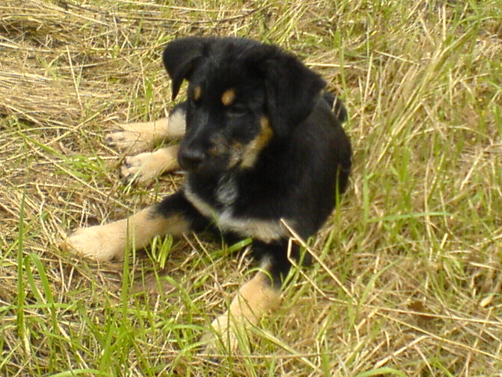Maxi (Australian Shepherd, Deutscher Schäferhund, Foxterrier) Australian Shepherd Deutscher Schäferhund Foxterrier 