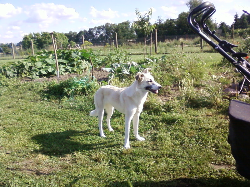 Lilly (Windhund, Unbekannt) Unbekannt Windhund 