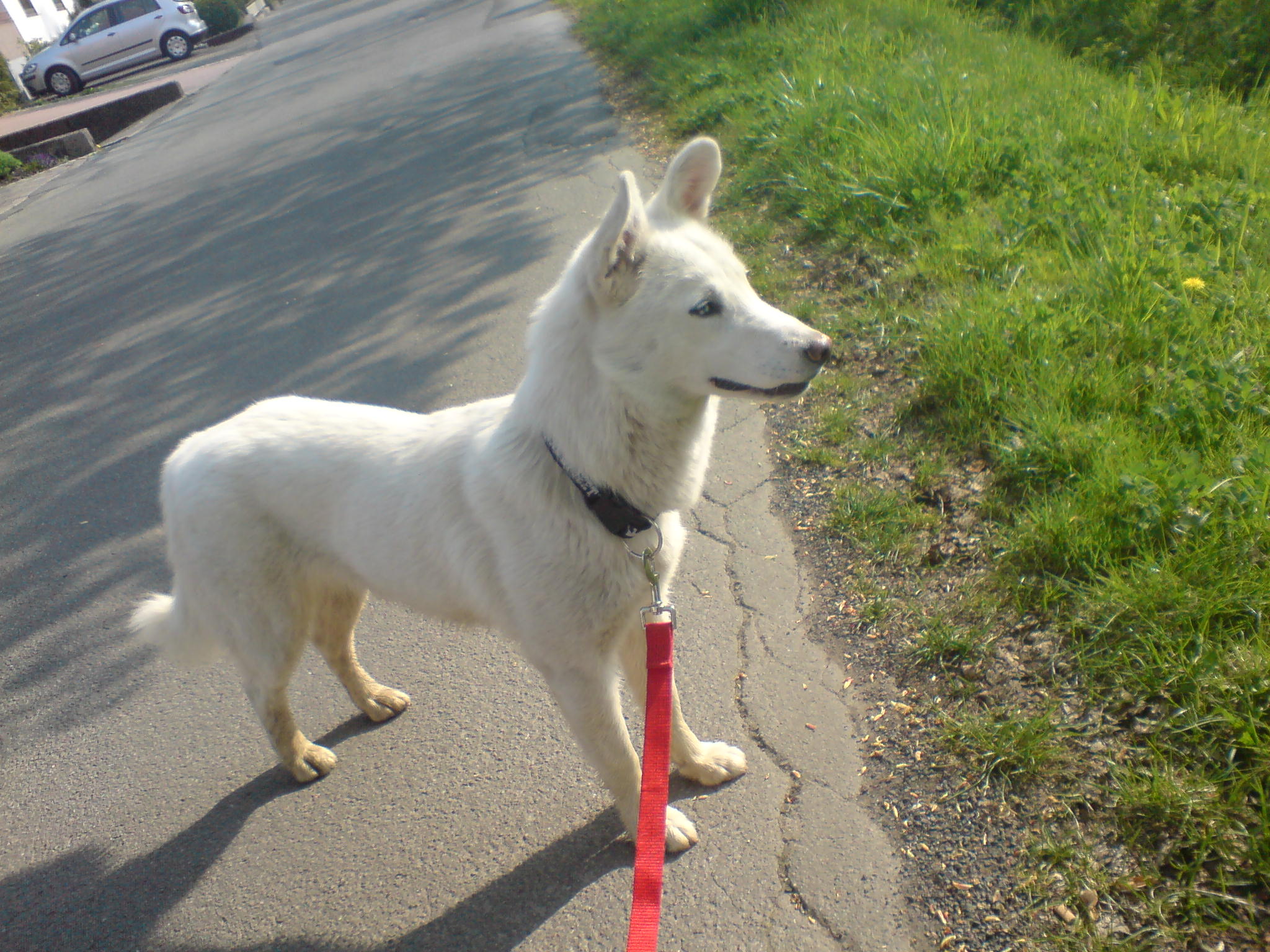 Cora (Siberian Husky, Weisser Schweizer Schäferhund) Siberian Husky Weisser Schweizer Schäferhund 