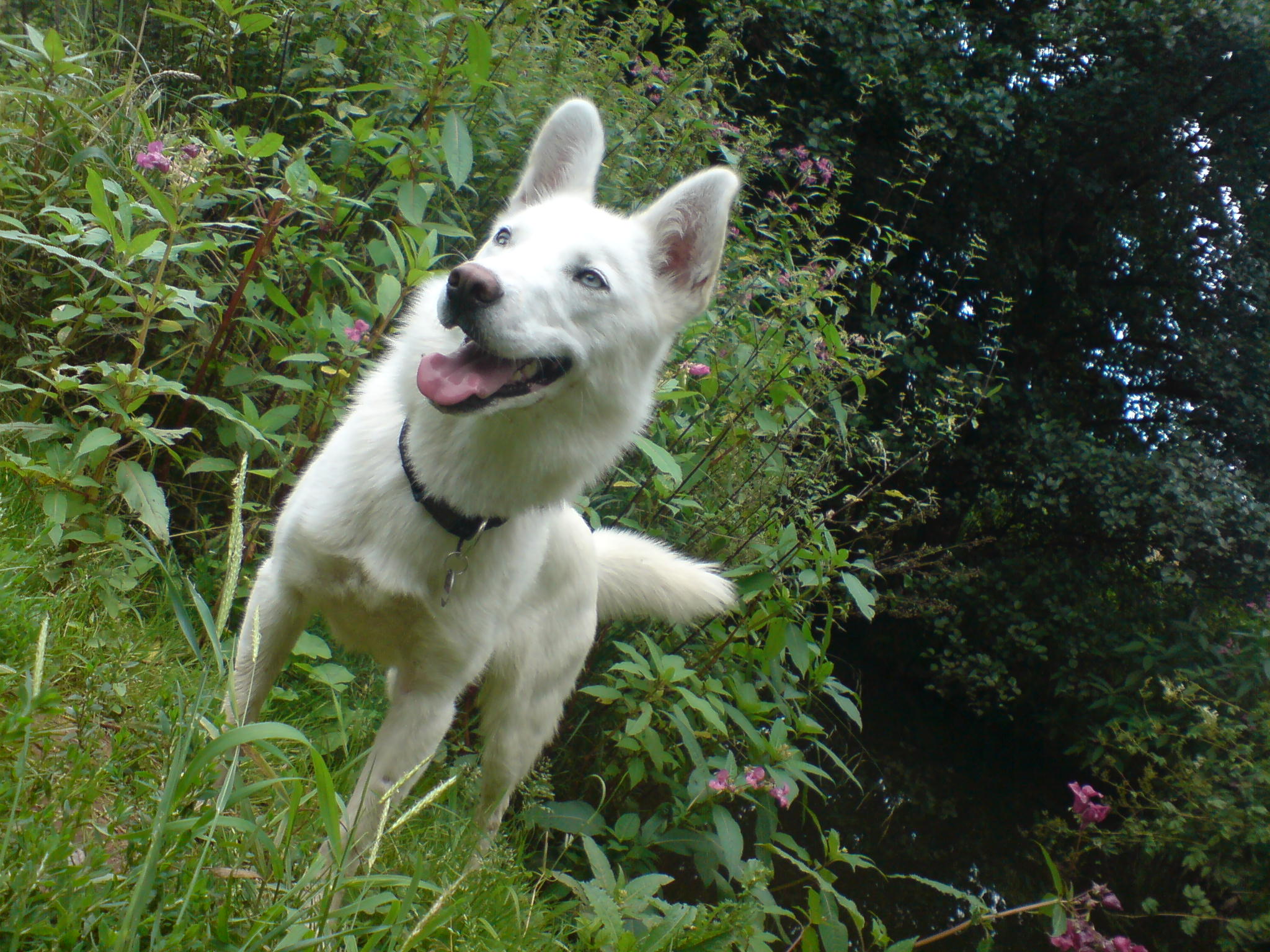 Cora (Siberian Husky, Weisser Schweizer Schäferhund) Siberian Husky Weisser Schweizer Schäferhund 