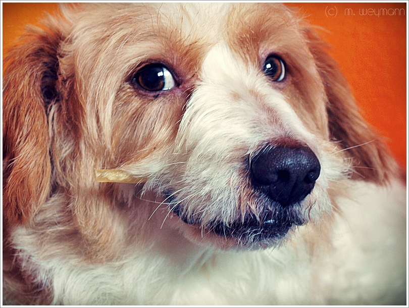 Cassy (Basset, Beagle, Jack Russell Terrier, Zwergschnauzer) Basset Beagle Jack Russell Terrier Zwergschnauzer 