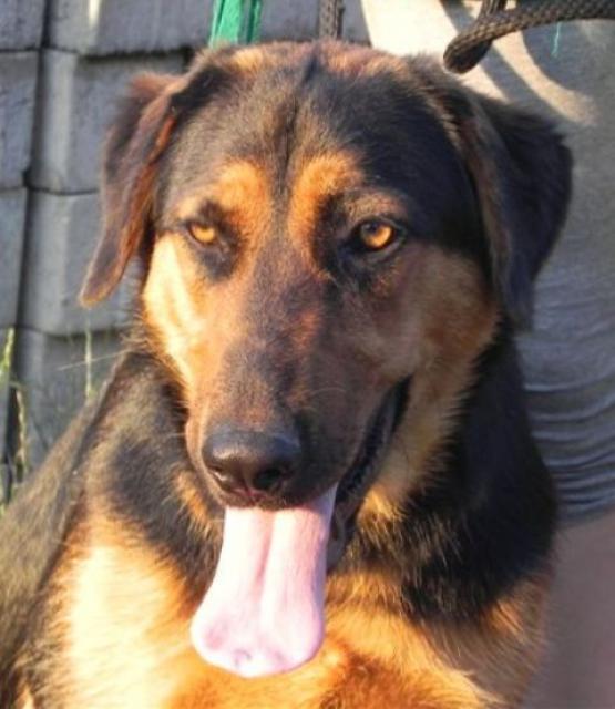 Puna (Beauceron, Unbekannt) Beauceron Unbekannt 