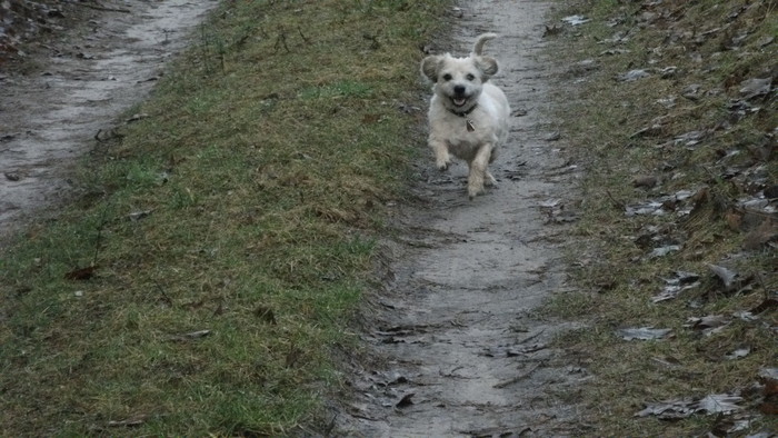 Bonny (Cairn Terrier, Dackel, Lhasa Apso, Norwich Terrier, Terrier, Unbekannt) Cairn Terrier Dackel Lhasa Apso Norwich Terrier Terrier Unbekannt 