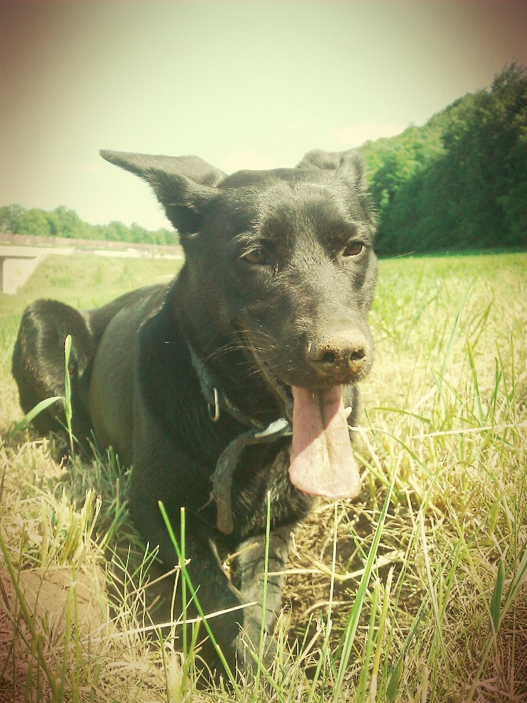 Luna (Belgischer Schäferhund, Labrador) Belgischer Schäferhund Labrador 