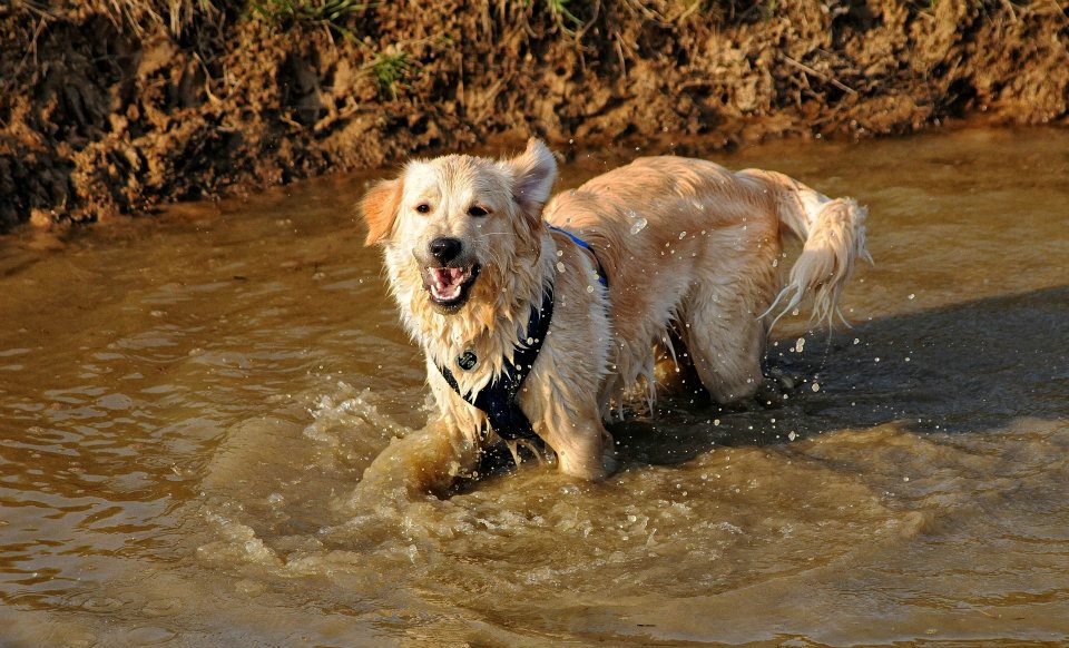 Joey (Golden Retriever, Unbekannt) Golden Retriever Unbekannt 