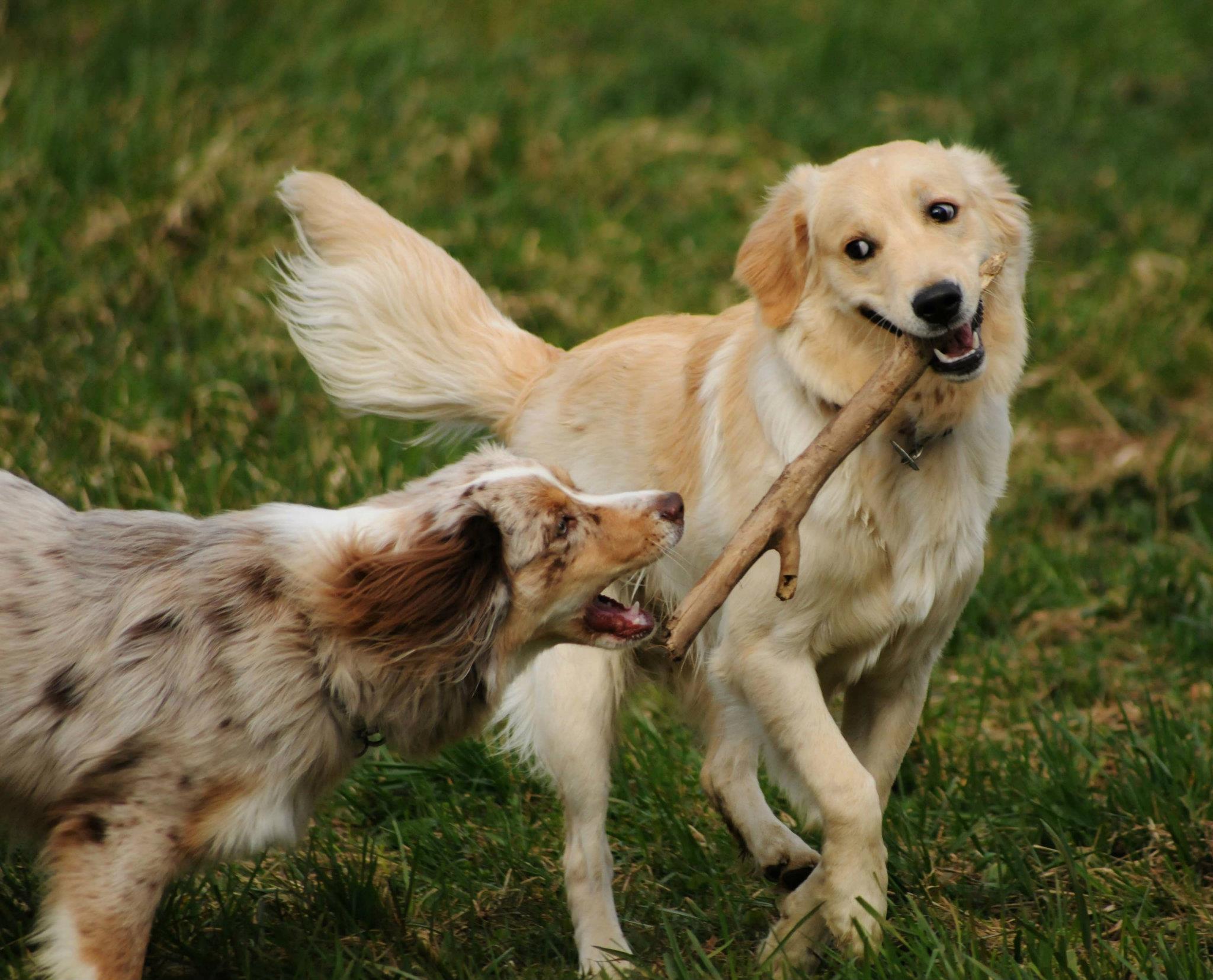 Joey (Golden Retriever, Unbekannt) Golden Retriever Unbekannt 