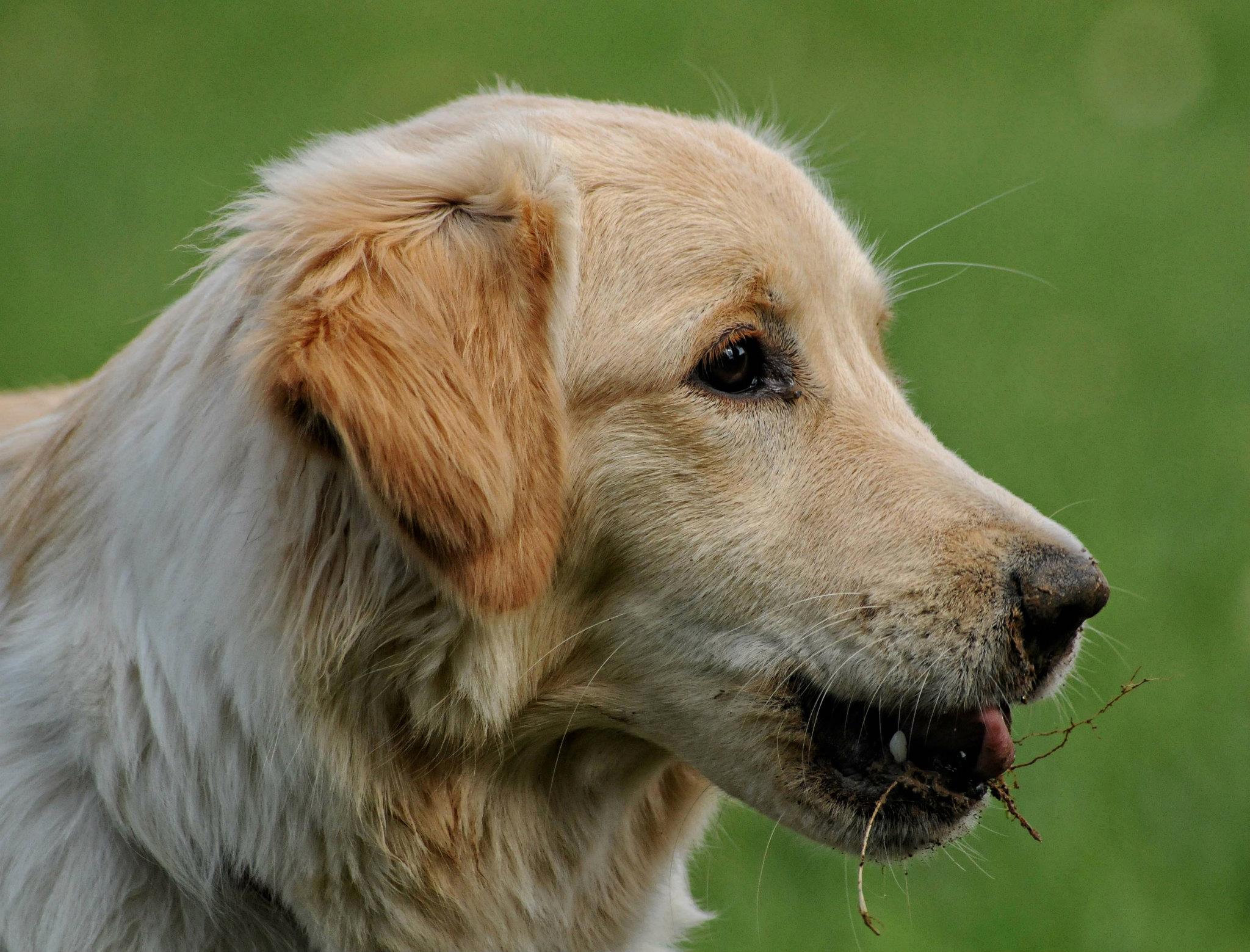 Joey (Golden Retriever, Unbekannt) Golden Retriever Unbekannt 