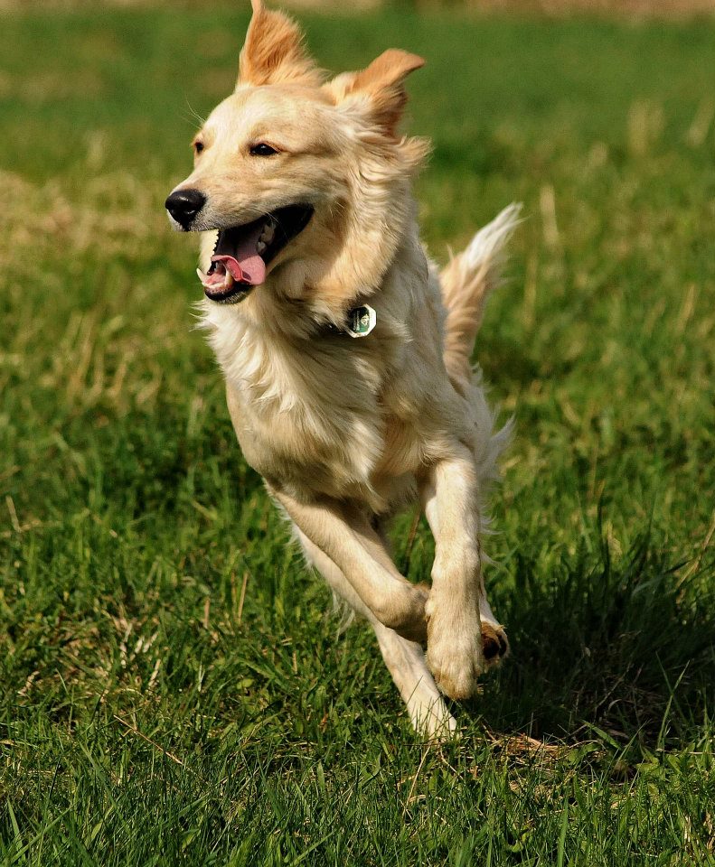 Joey (Golden Retriever, Unbekannt) Golden Retriever Unbekannt 