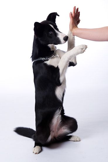Tikaani (Berner Sennenhund, Border Collie, Dalmatiner, Siberian Husky) Berner Sennenhund Border Collie Dalmatiner Siberian Husky 