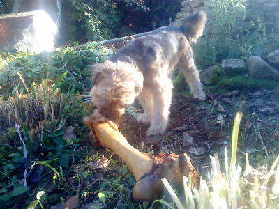 Gismo (Border Terrier, Westhighland Terrier, Yorkshire Terrier) Border Terrier Westhighland Terrier Yorkshire Terrier 