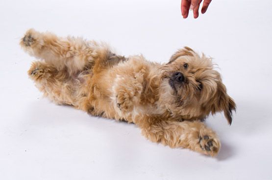 Gismo (Border Terrier, Westhighland Terrier, Yorkshire Terrier) Border Terrier Westhighland Terrier Yorkshire Terrier 