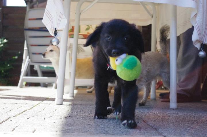 Abby (Boder Collie, Unbekannt) Border Collie Unbekannt 